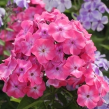 Kako hraniti flokse: za cvatnju, tokom i nakon cvatnje